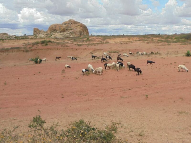 Goat graze on dry grasslands in the Singida Solar Project area.