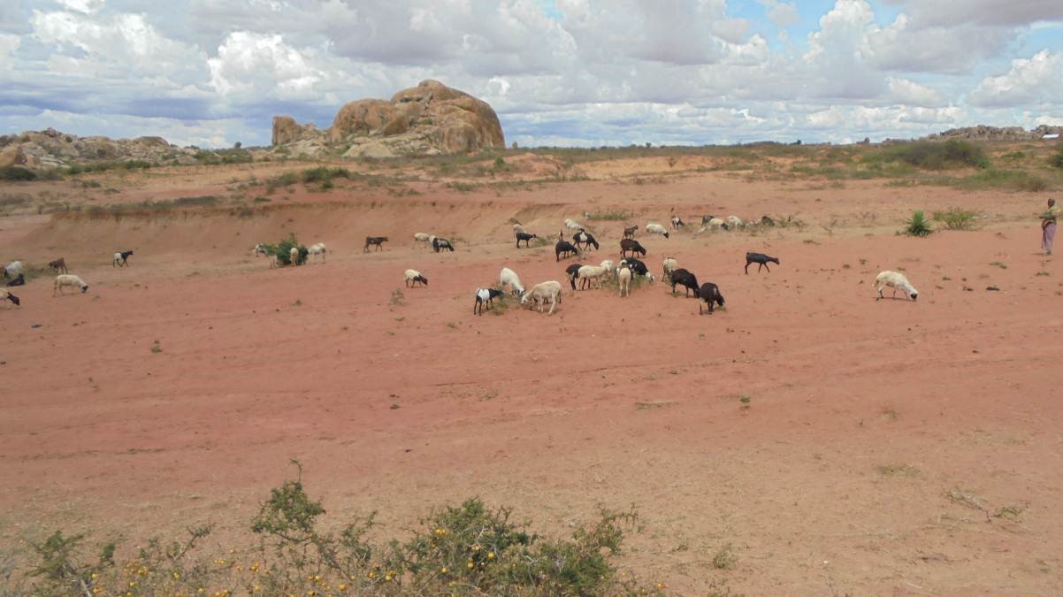 Goat graze on dry grasslands in the Singida Solar Project area.